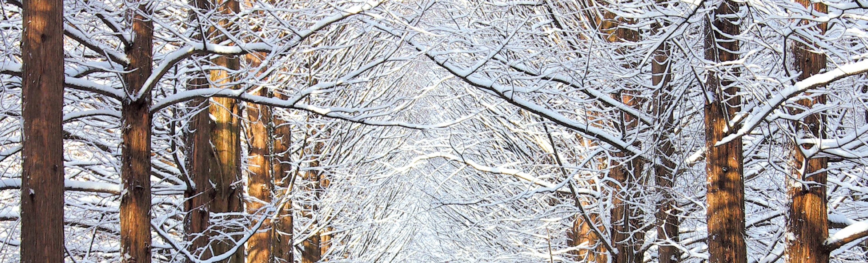 伊利希安江村滑雪度假村 & 奧比冰谷一日遊（首爾出發）