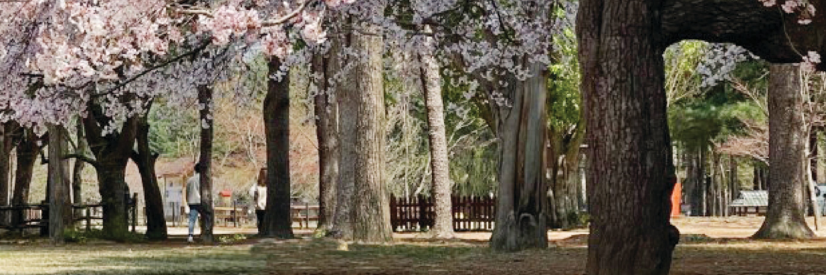 Nami Island & Happy Panorama Field & Morning Calm & Railbike