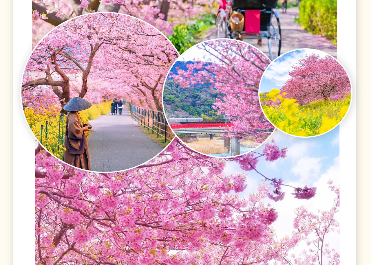 河津櫻櫻花祭，在河津町，從二月上旬開始到三月中旬左右，每年都可以欣賞到粉嫩的櫻花繽紛爛漫，競相盛開的美景。