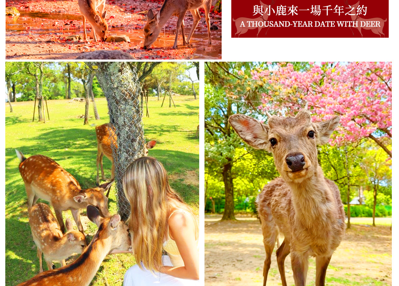 Nara Deer & Fushimi Inari-taisha Shrine & Arashiyama Day Trip (Departing from Osaka) - Thumbnail 4