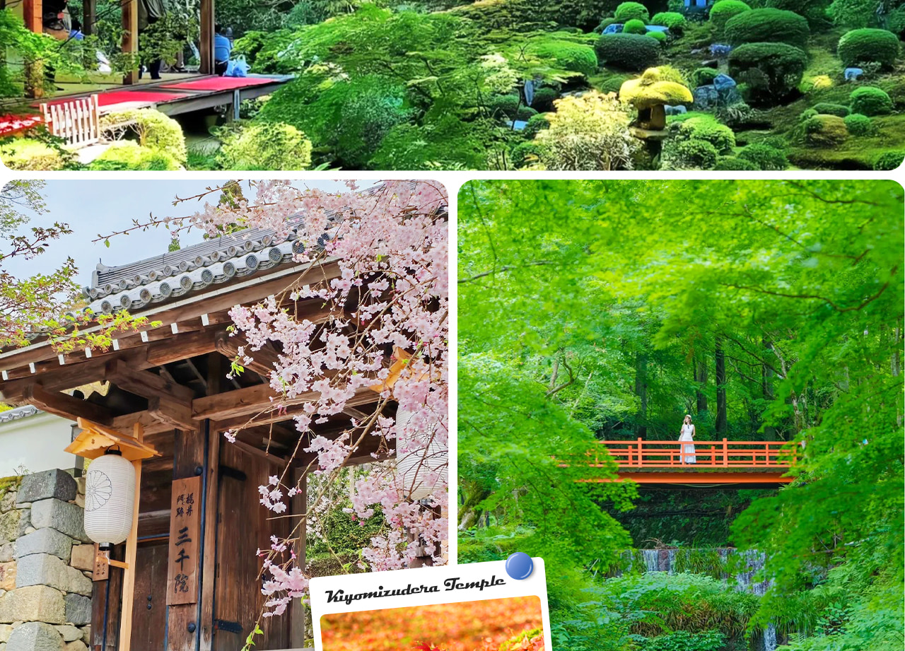 季節限定（除琵琶湖觀景臺外日期前往）嵐山三千院隱於大原山谷間，庭院苔蘚如毯，古殿堂與自然交織出靜謐禪意之美。