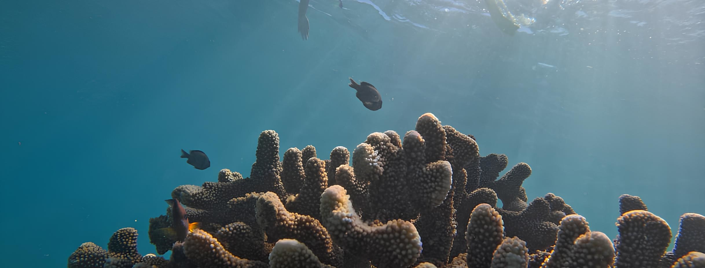 Colorful coral paradise beneath the waves