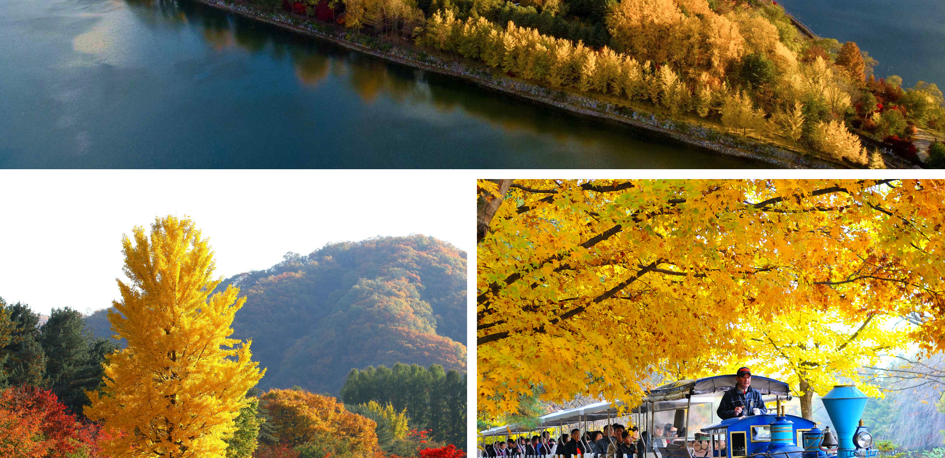 在南怡島 (Nami Island) 墜入秋日戀曲🍁漫步在如童話般的金黃落葉中，在色彩繽紛的樹隧道下，捕捉如夢似幻的美麗倩影。