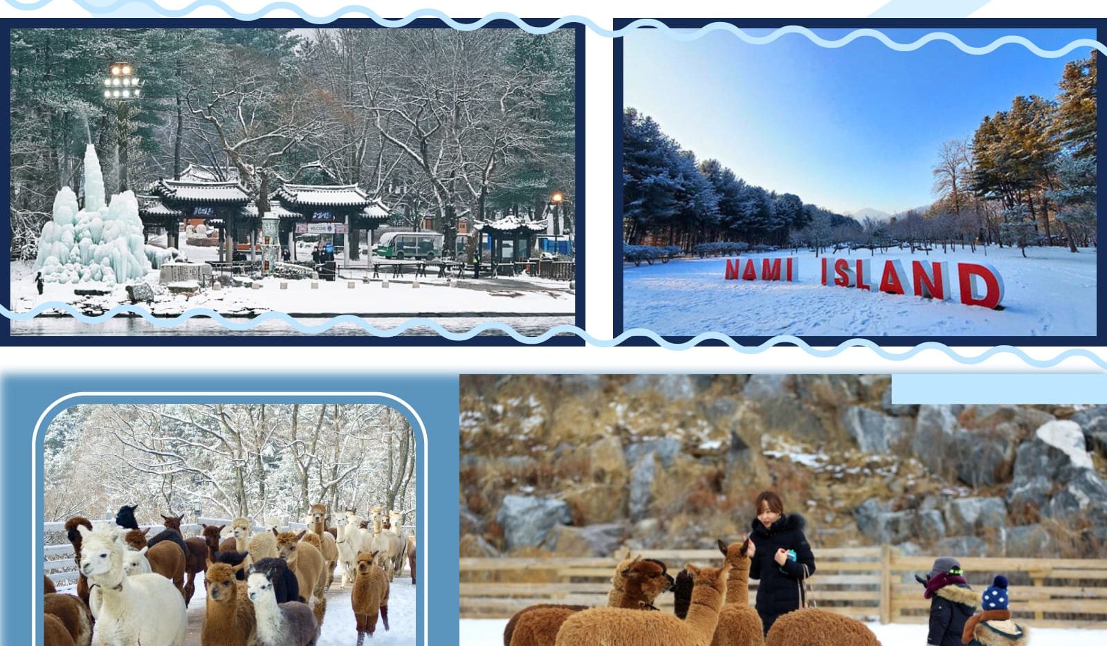 韓國冬季必訪人氣景點！漫步並拍下著名的小王子般南怡島，享受大自然的美景。到Alpaca World與可愛的羊駝親密互動，適合所有年齡層！一天之內盡享韓國冬季樂趣與春日魅力。一天之内体验韩国最棒的冬季乐趣和春季魅力