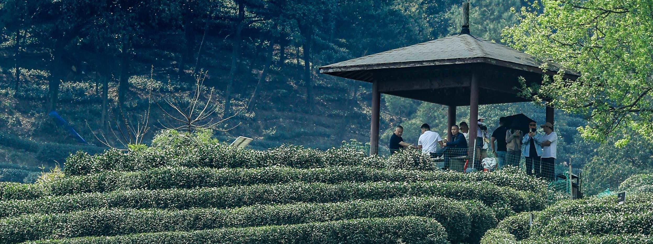 龍井村茶園