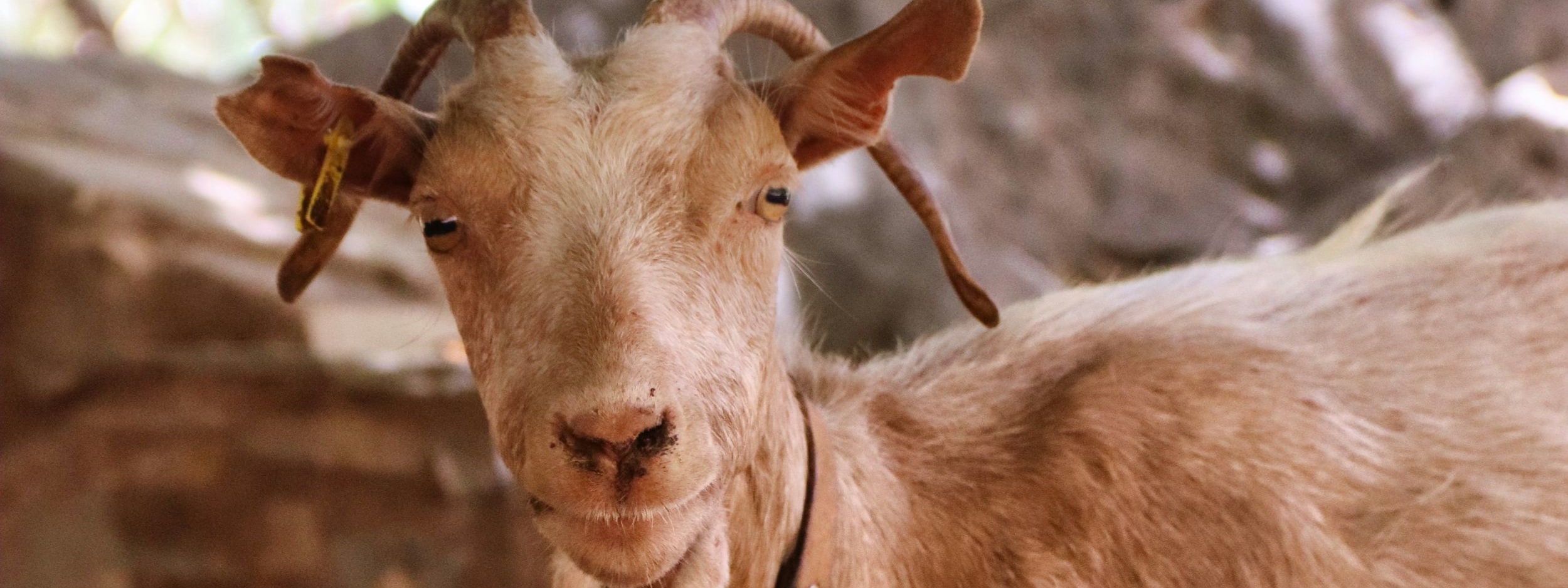 A photogenic goat.