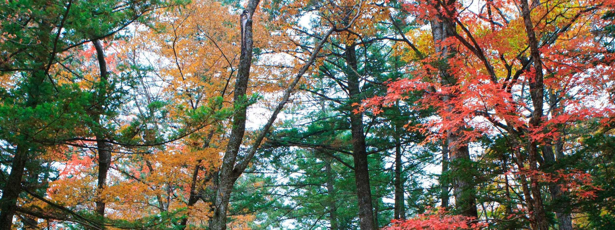 Balwangsan Cable Car from Seoul: Scenic Highland Views&Forest Trails