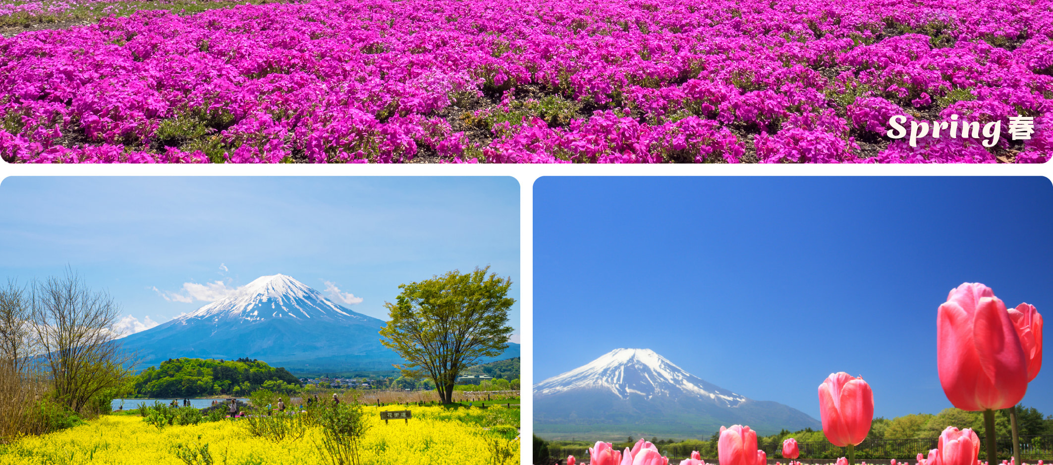 富士山 & 箱根精華遊: 山中湖/忍野八海/新倉山淺間公園/大石公園/羅森打卡/大涌谷/大淵笹場/雕刻之森美術館 (中/英/韓語導遊)