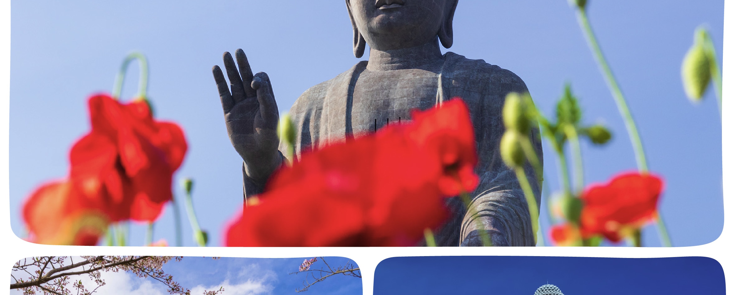 季節限定: 國營常陸海濱公園 & 足利花卉公園一日遊 (東京出發)