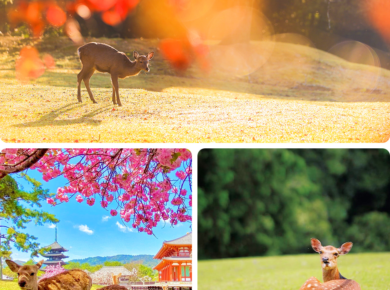 奈良公園是梅花鹿的樂園，遊客可與溫順的小鹿親密互動，感受古都的自然魅力。
