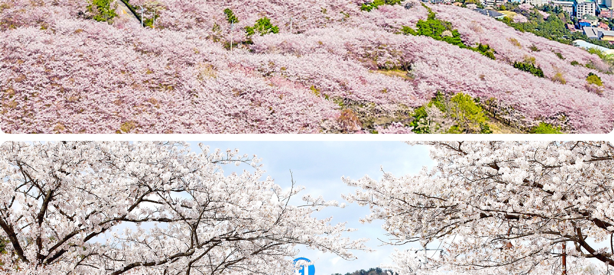 海雲臺天空膠囊列車&追逐櫻花一日遊（釜山出發）