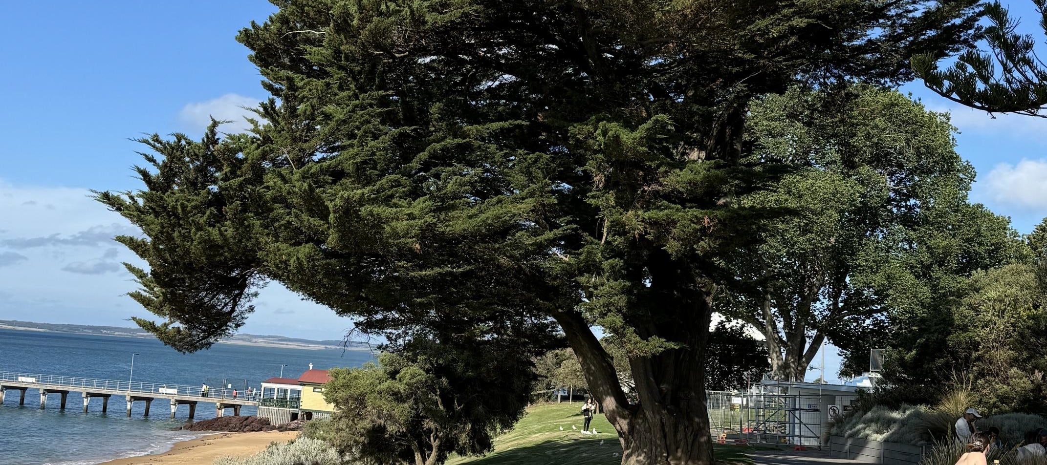 從墨爾本出發的菲利普島企鵝遊行之旅