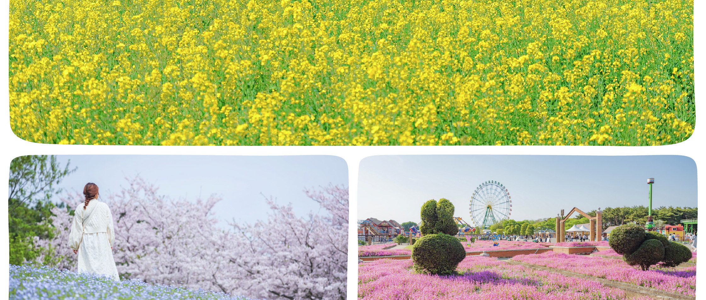 季節限定: 國營常陸海濱公園 & 足利花卉公園一日遊 (東京出發)
