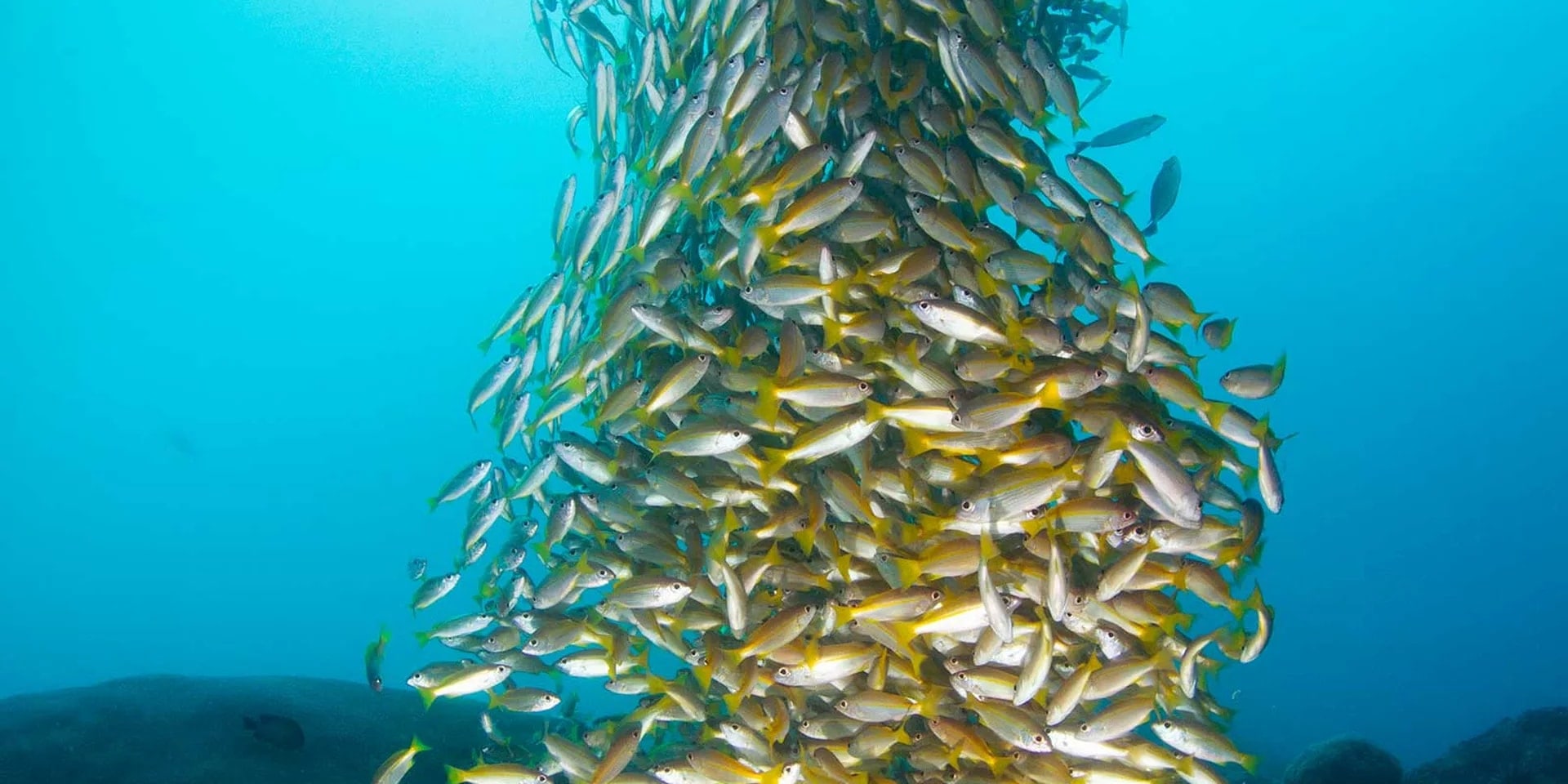 皮皮島4次潛水體驗（PADI 五星級潛水中心）