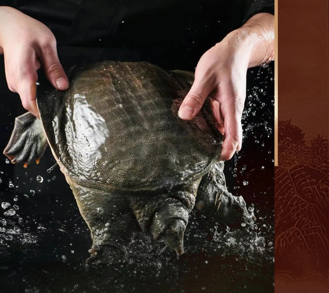 Noble Taste·Turtle Hotpot | Youfang Store