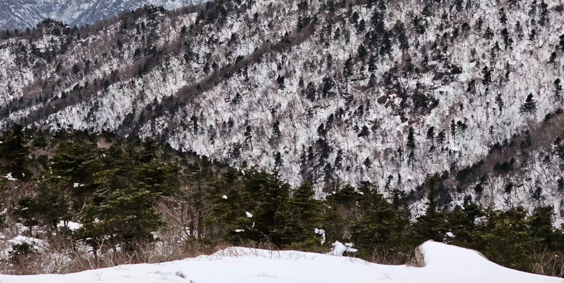 ❄️在雪嶽山體驗冬季的魔力，欣賞白雪皚皚的山峰。