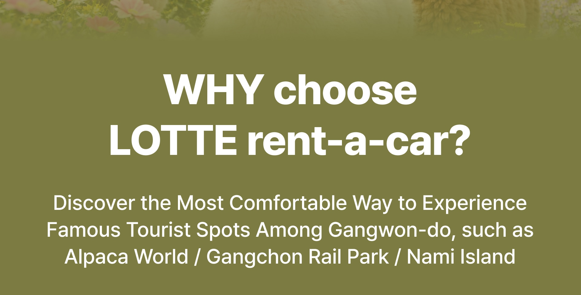 Best of Gangwon-do: Nami Island & Alpaca World Private Car Charter