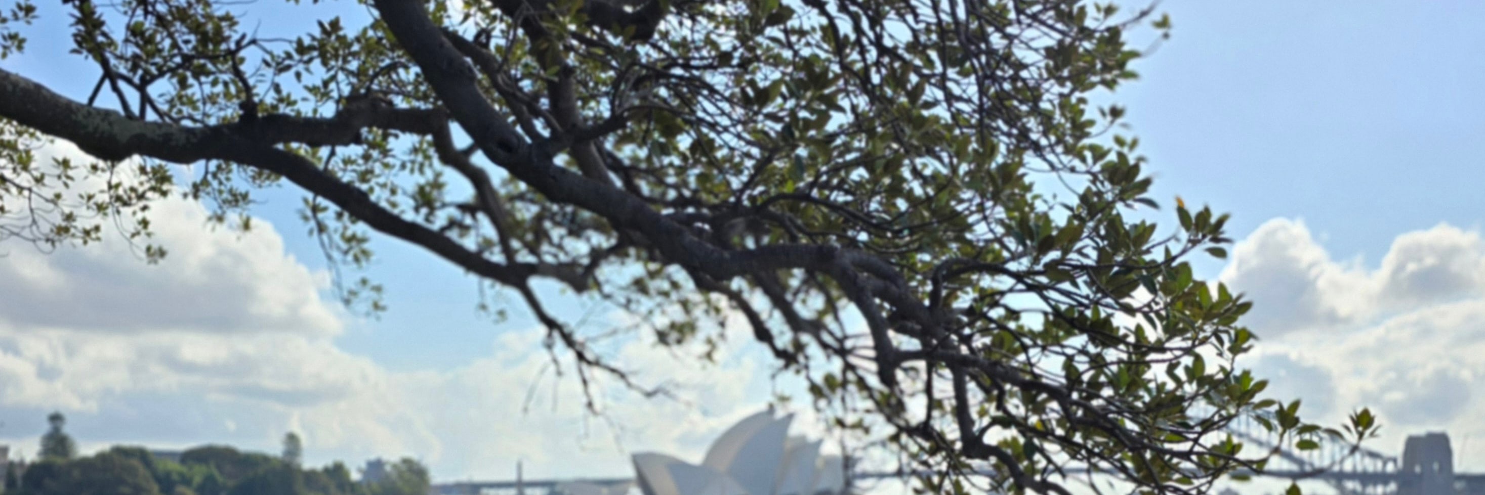 Mrs Macquarie's Chair Viewpoint