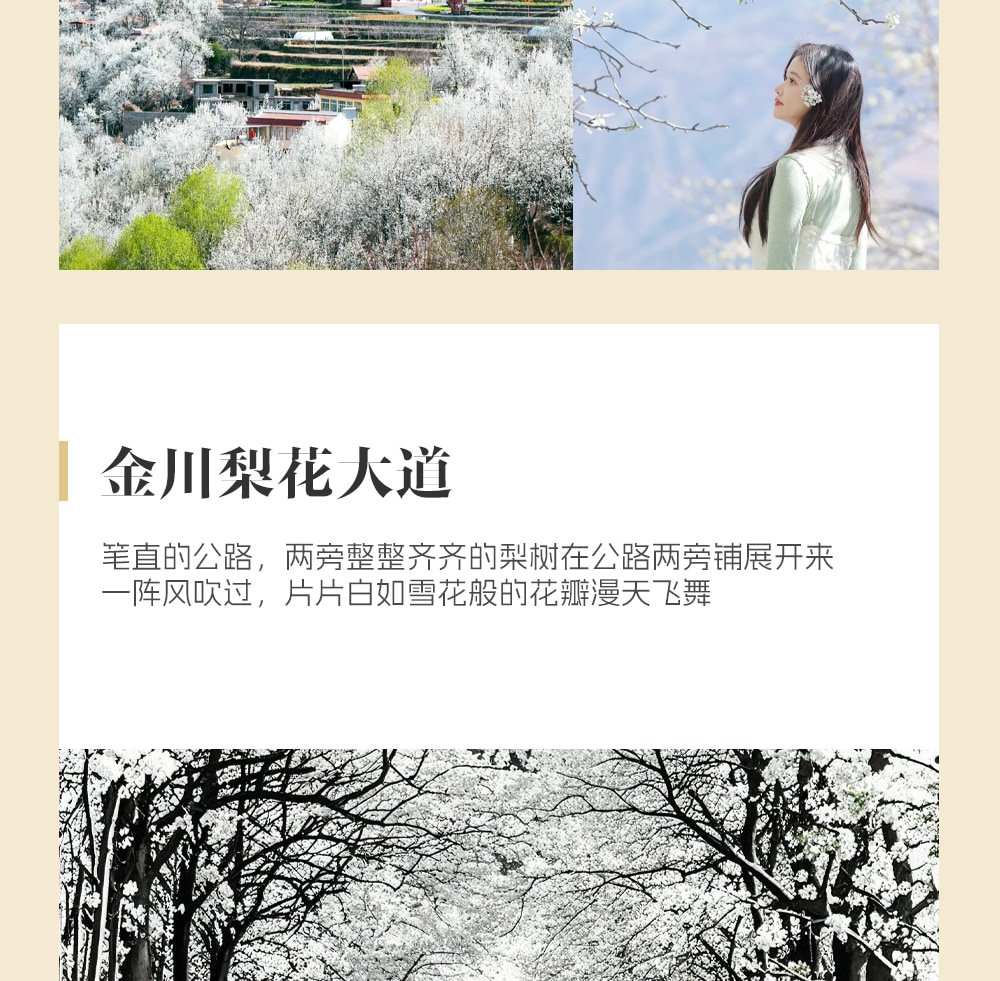 川西春日花語5日遊（金川梨花盛宴+中路藏寨+專屬攝影師+山野美食品鑑+雲端下午茶+畢棚溝+四姑娘山）