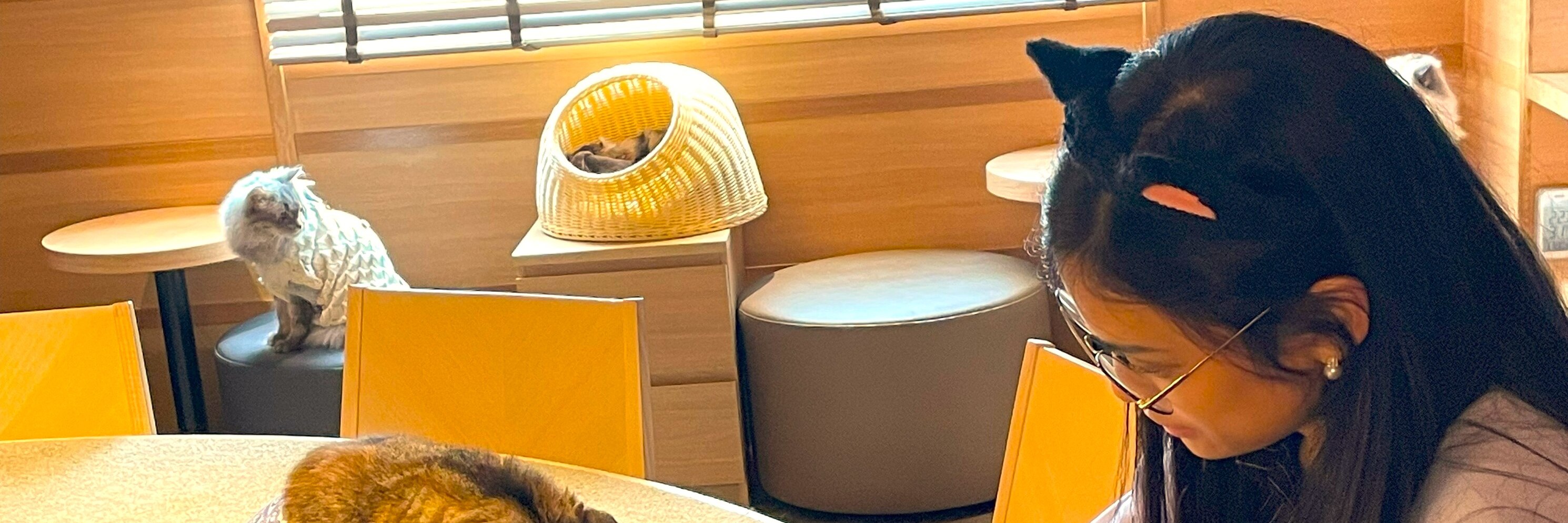 Enjoy your time playing with the lovely cats at Japan's "largest" cat cafe. It's the largest and clean cat café lounge in Japan,