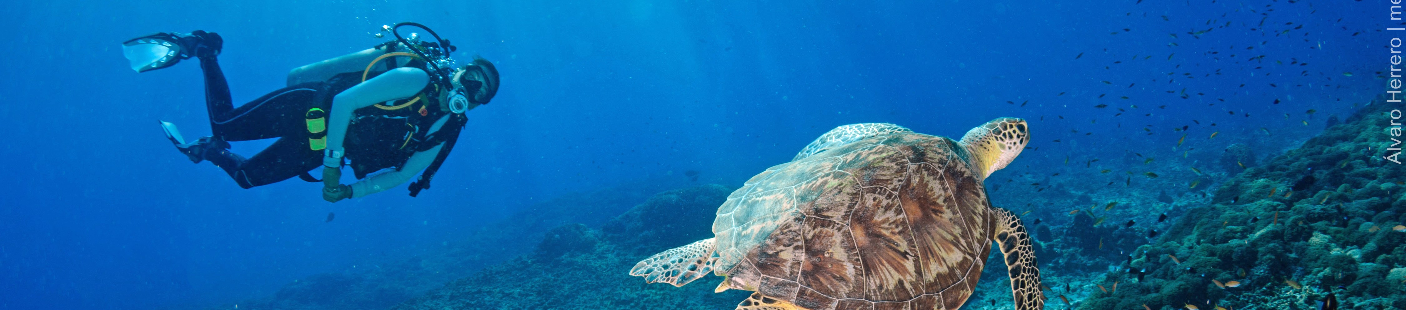 皮皮島4次潛水體驗（PADI 五星級潛水中心）