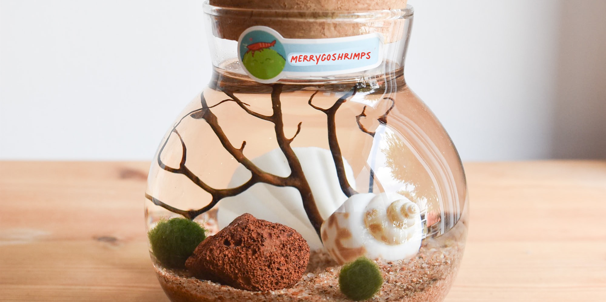 Singapore Volcanic Shrimp Aquarium Workshop - Thumbnail 4