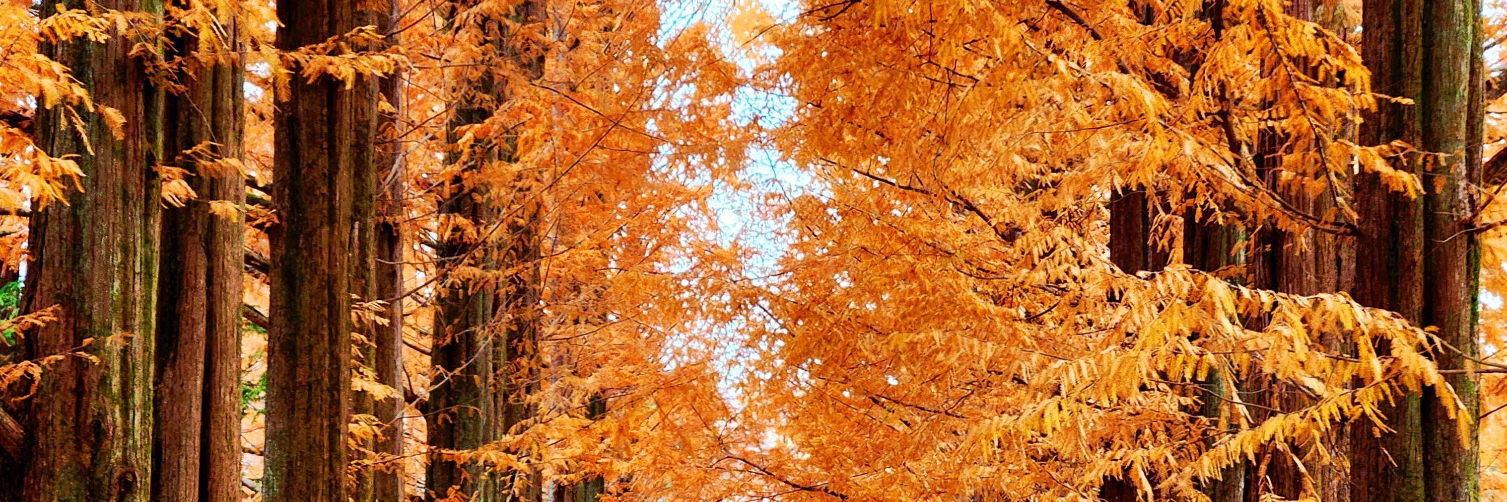 秋天將島嶼染上金黃的銀杏與火紅的楓葉，美不勝收。