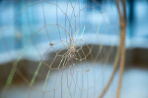 Wyndham Social | Bubble Reveries by Mandy Ma