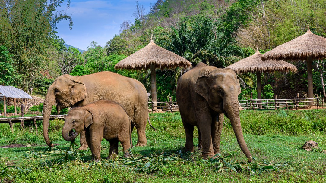 Pusat perlindungan gajah Popular di Chiang Mai