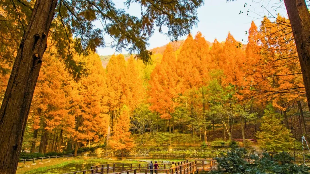 Top South Korea Autumn activities