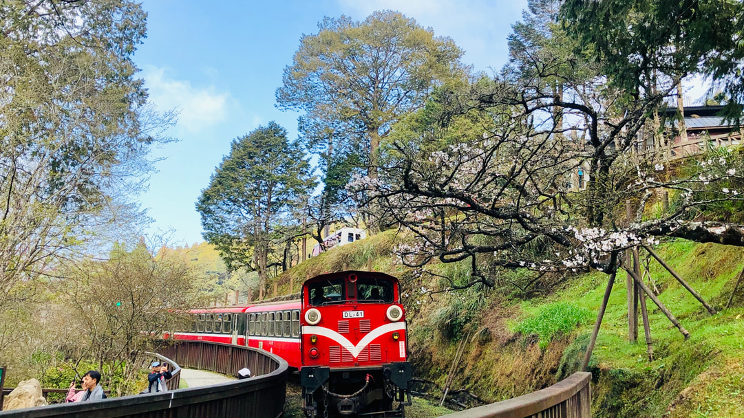 Alishan MustKnows Before Your Trip Klook