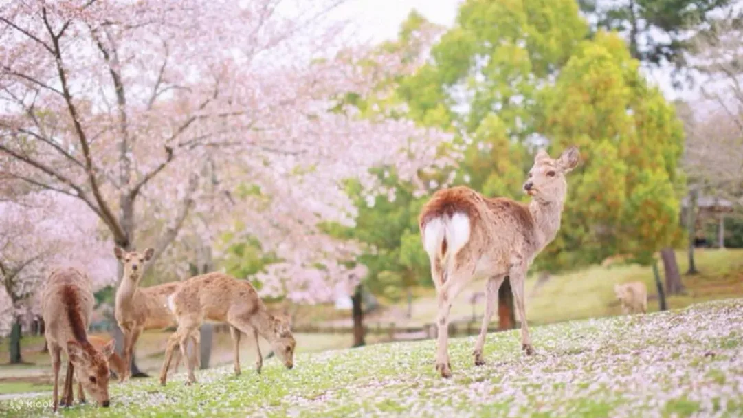 Top 10 Nara Cherry blossom in 2024