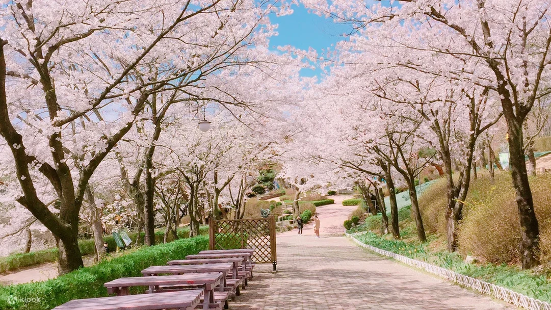 Top Seoul Cherry blossom