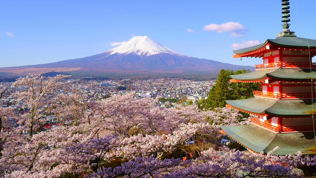 Top Shizuoka Cherry blossom