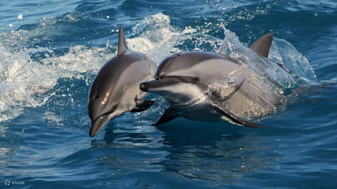 Melihat paus Popular di Taiwan