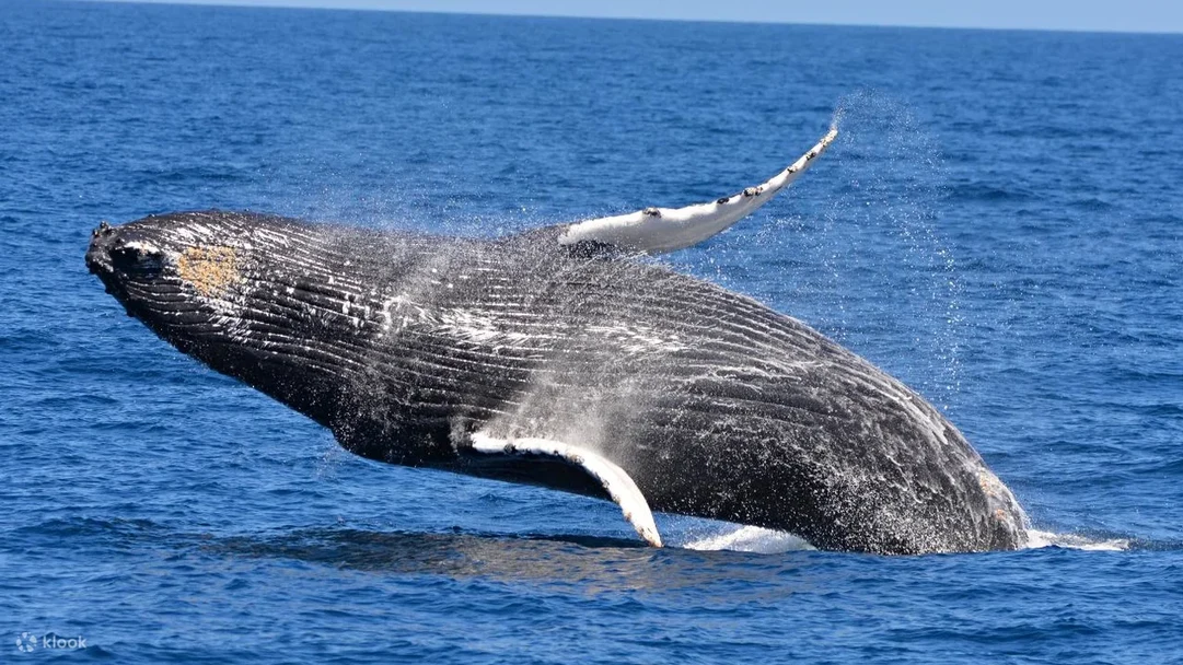Melihat paus Popular di Australia