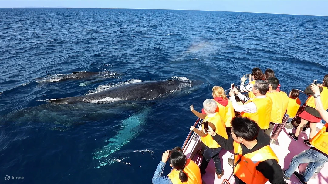 Top Okinawa Prefecture Whale watching