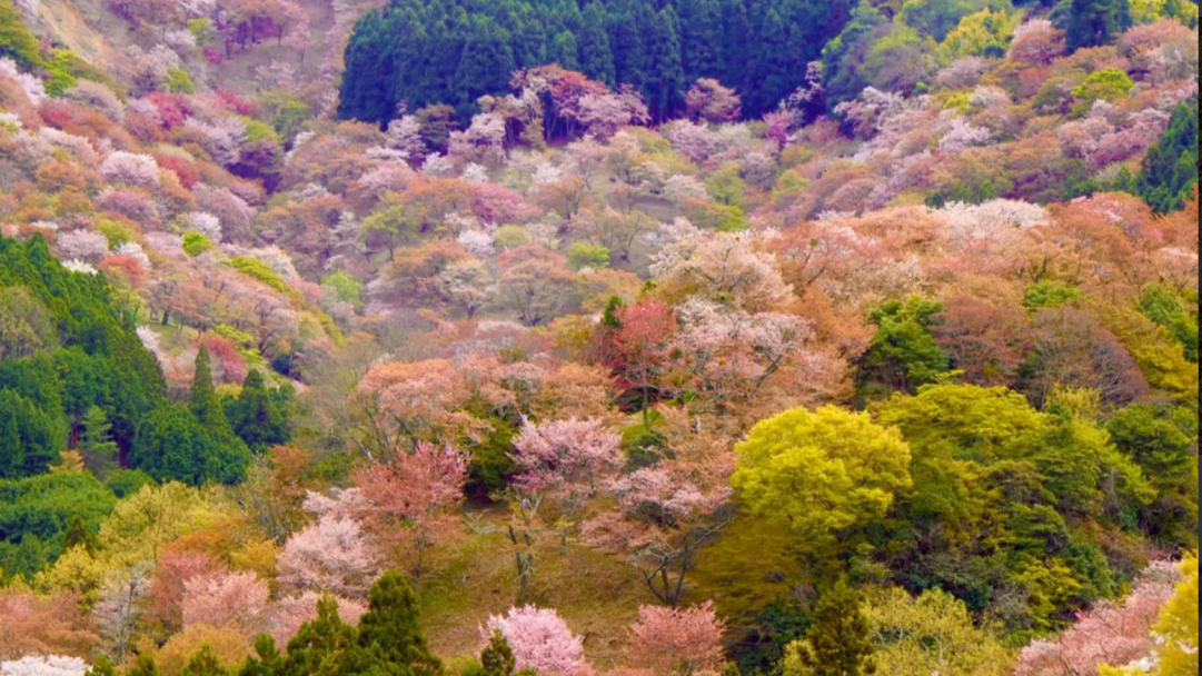 Top Nagoya Cherry blossom
