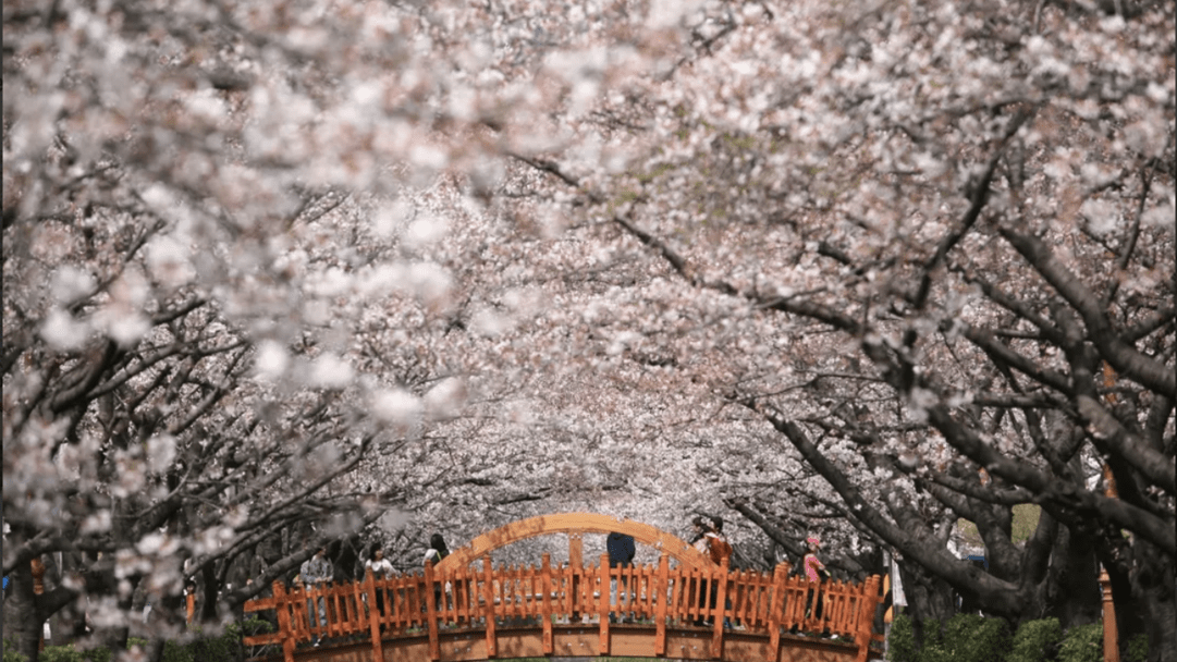 Top Busan Cherry blossom