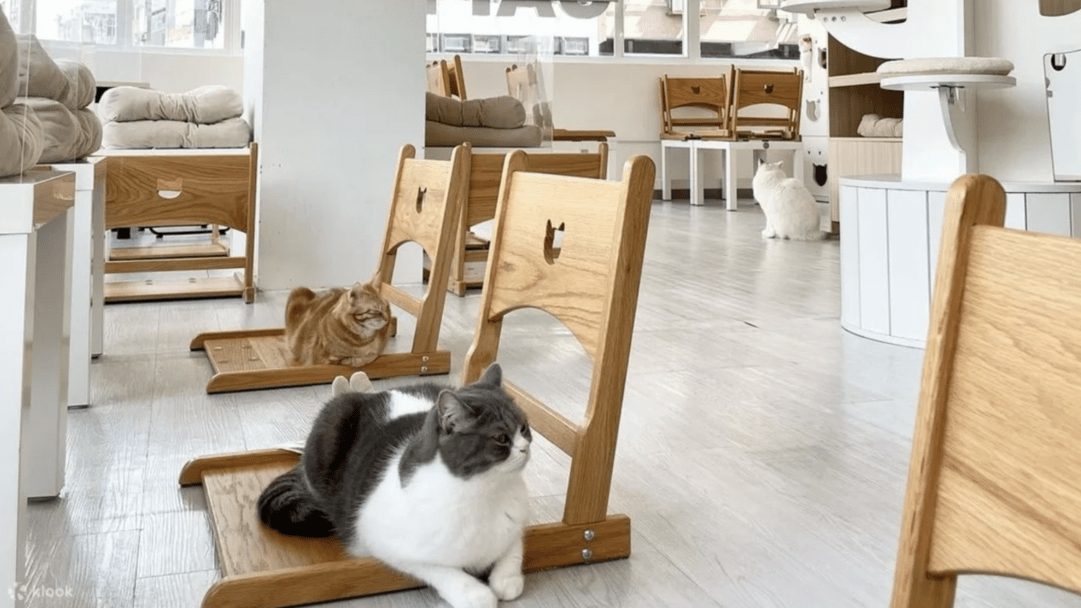 香港・マカオの人気ペットフレンドリーな体験