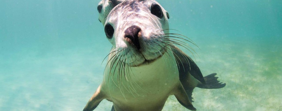 Sea Lion Tour with Optional Snorkeling Experience at Jurien Bay - Klook ...