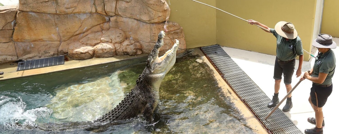 Croc and Darwin Ticket - Klook Australia