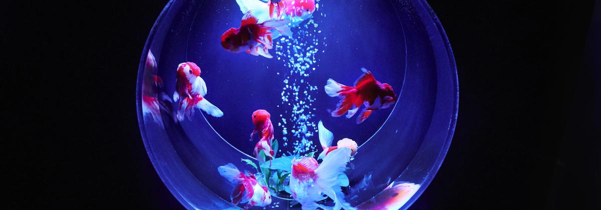 teamLab & Digital Art Museums in Japan