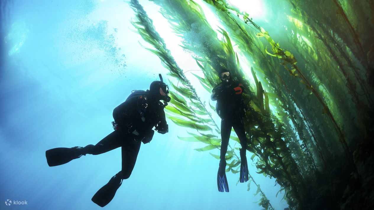 PADI Advanced Open Water Diver in California with PADI 5 Star IDC ...