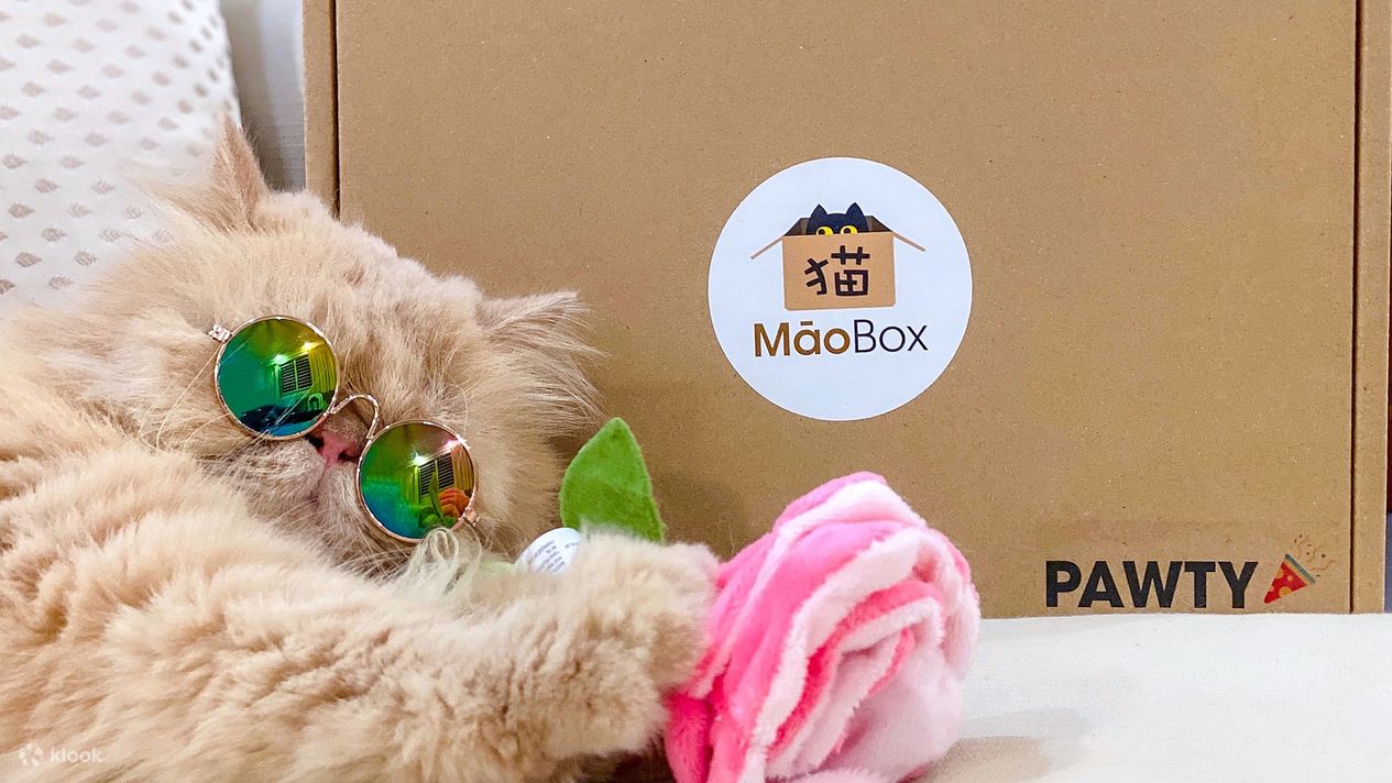 MaoBox Cat Subscription Box in Singapore Klook Hong Kong