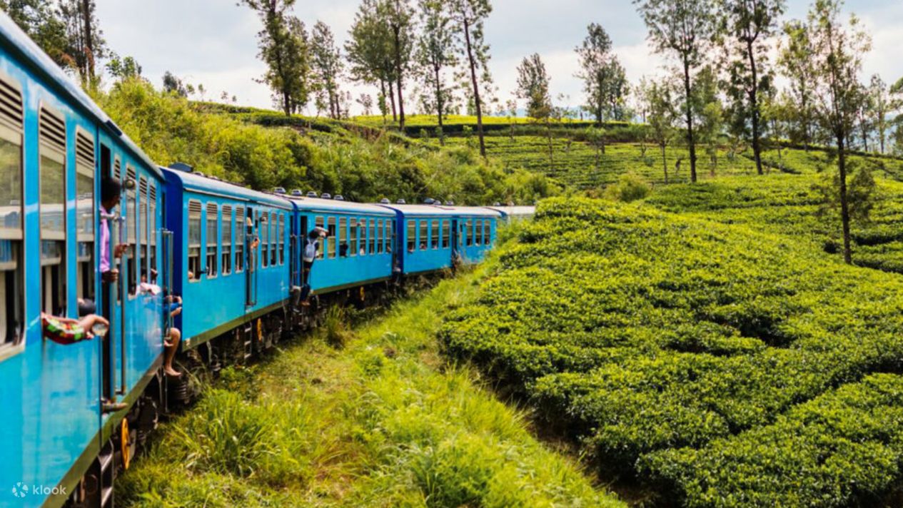 Elegant Tea Odyssey: A Train Journey to the Tea-Covered Hills - Klook ...