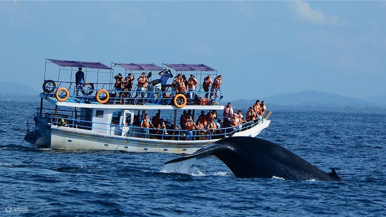 Whale And Dolphin Watching In Mirissa Sri Lanka Klook Philippines whale-and-dolphin-watching-in-mirissa-sri-lanka-klook-philippines