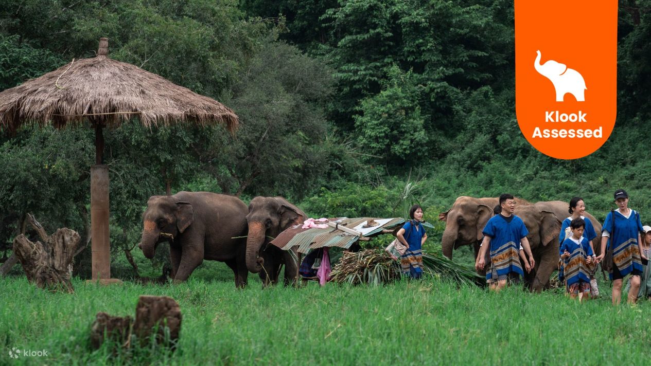 Elephant care activities at New Elephant Home Elephant Conservation
