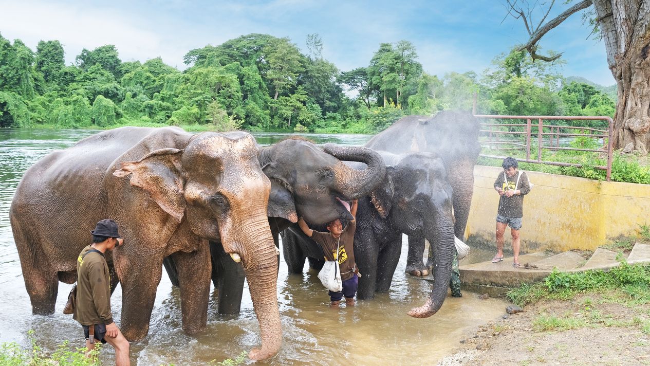 Kanchanaburi Elephant World Private Tour From Bangkok - Klook Philippines