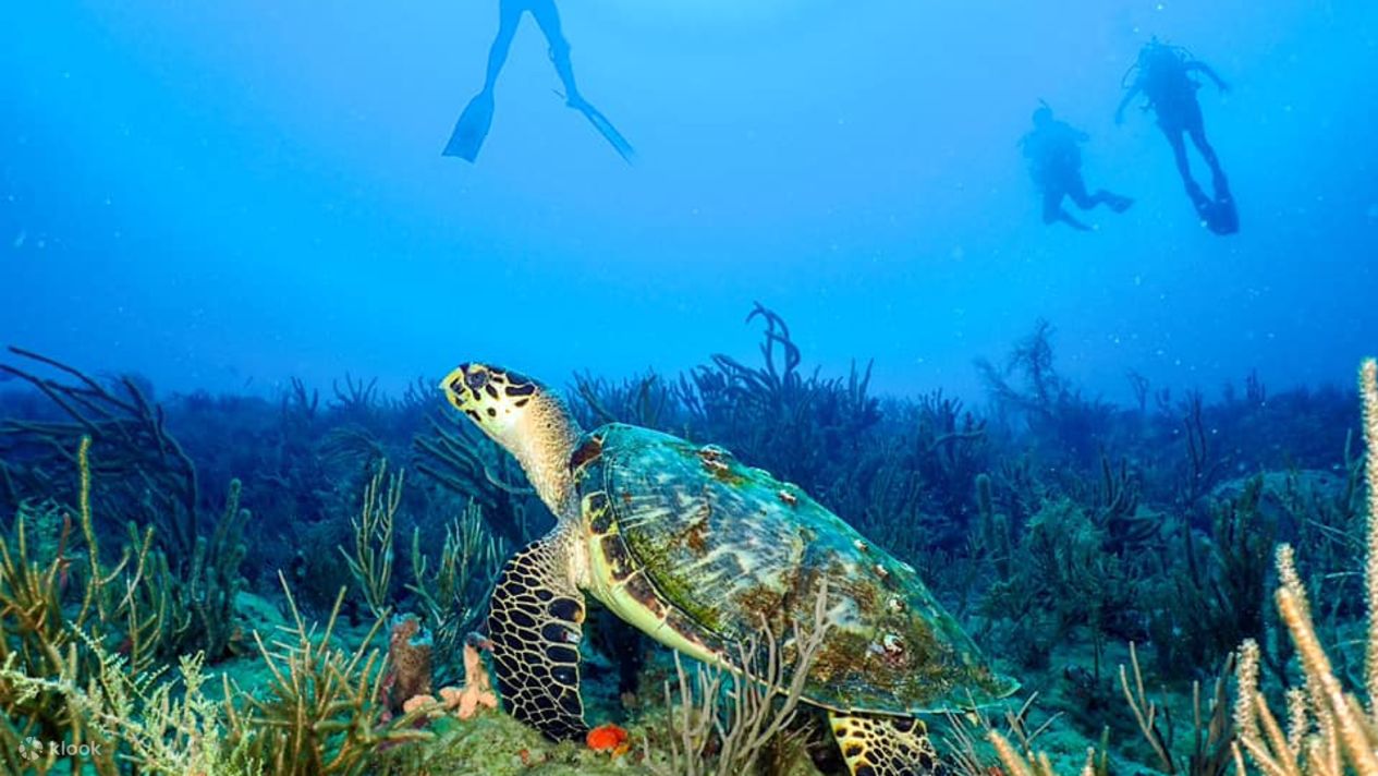 PADI Enriched Air Diver in Florida with PADI 5 Star IDC Klook Philippines